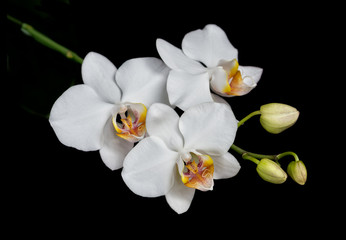 Wall Mural - Moth orchid on black