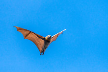 Isolated Fruit Bat, Flying Fox, On A Blue Sky Background