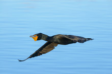 North American Wildlife. Double-crested Cormorant In Flight Above A Clear Blue Lake.