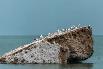 Poster - Seagulls on an ice floe, Lake Michigan coast. Natural scene from wisconsin.