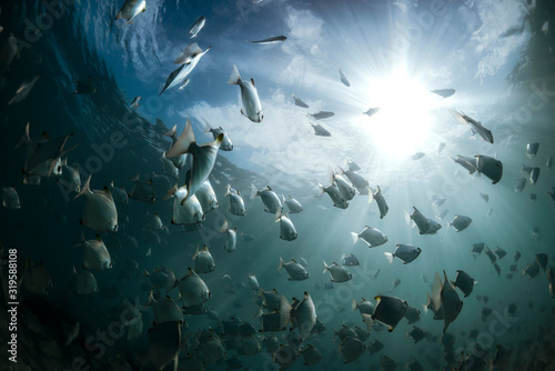 Photo Group of Silver Moony fish, Byron Bay Australia