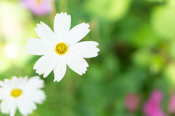 Wall Mural - closeup beautiful white cosmos flower in the field with sunlight at morning, selective focus