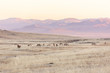 large group of Przewalski's horse at khustain nuruu national park mongolia during sunset