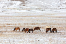 Group Of Wildhorse During Winter Season At Mongolia