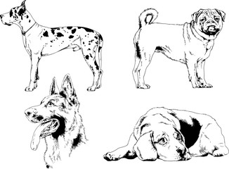 vector drawings sketches pedigree dogs in the racks drawn in ink by hand , objects with no background