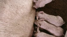 Newborn Piglets Feeding From Mother Pig In Organic Farm