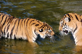 Fototapeta  - Tigers play in the water.Zoo in Kiev