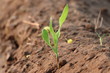 © Dinesh - Close-up of dew drop corn plant, micro photography of maize plant