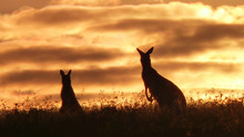 Silhouette Kangaroos On Field Against Sunset Sky