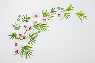 Wall Mural - orchid flowers and green leaves on white background