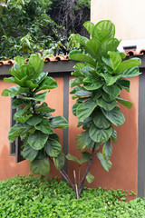 Wall Mural - Scandinavian Decor style Plant Green Leaf.Fiddle Leaf Fig Tree