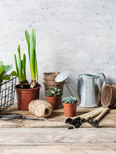Composition With Narcissus And Succulents In A Pots And Garden Tools On Rustic Wood Table. Garden Concept. Copy Space