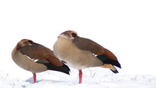 Close-Up Of Egyptian Goose On Snow Covered Ground