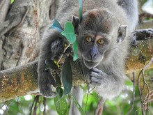 Close-Up Portrait Of Gray Monkey On Tree Branch