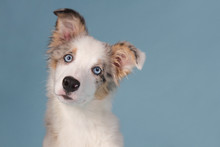 Portrait Of A Blue Merle Border Collie Puppy With Blue Eyes
