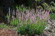 USA, Nevada, Clark County, Gold Butte National Monument, Virgin Mountains. A large pink-flowered Palmer's beardtongue (Penstemon palmeri). These native perennials make great additions to rock gardens.
