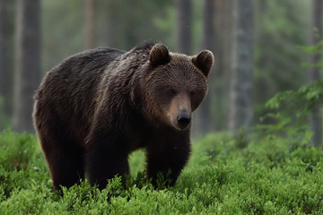 Wall Mural - brown bear approaching in forest