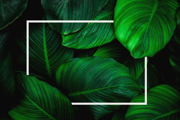 Fototapete - tropical leaves with white frame, abstract green leaves, natural green background