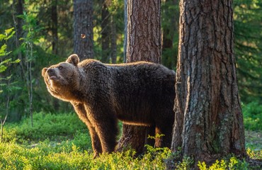 Poster - Adult brown bear at sunset light. Backlit brown bear. Bear against a sun. Brown bear in back light.. Summer season. Natural habitat.