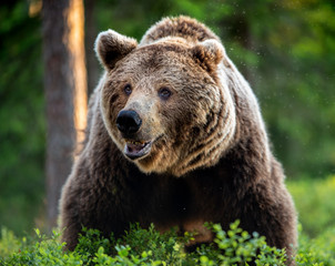 Wall Mural - wild adult male of brown bear in the pine forest. front view. scientific name: ursus arctos. summer 