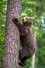 Brown bear cub climb on a pine tree. Green natural background. Natural habitat. Summer forest. Scientific name: Ursus arctos.