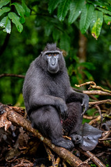 Wall Mural - the celebes crested macaque on the tree. green natural background. crested black macaque, sulawesi c