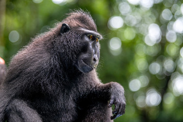 Wall Mural - The Celebes crested macaque. Close up, side view. Crested black macaque, Sulawesi crested macaque, or the black ape. Natural habitat. Sulawesi Island. Indonesia.