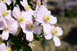 Clematis montana - Blühende Kletterpflanze in rosa im heimischen Garten