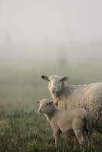 Early Morning Fog In Spring With Sheep