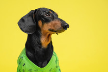 Portrait Of A Cute Dachshund Dog, Black And Tan, Wearing In An Green Casual T-shirt, Isolated On Yellow Background