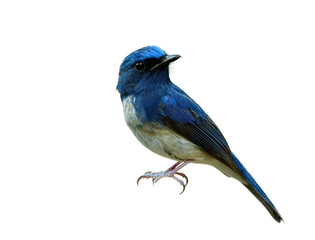 amazed hainan blue flycatcher (cyornis hainanus) beautiful bird isolated over white background detai