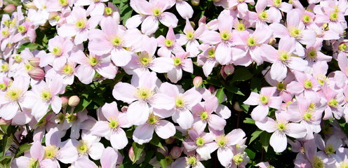 Clematis montana, wunderschöne Kletterpflanze in rosa im heimischen Garten