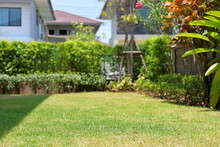 Lawn Landscaping Garden With Green Grass Turf And Small Plant Decoration Outside Home