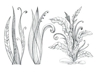 Wall Mural - Set decorative abstract herbs. Hand drawing. Simple pencil