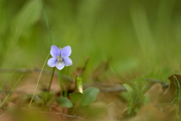 Wall Mural - Beautiful wild flowers.