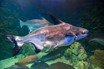 Wall Mural - Tropical pangasius fish shark catfish in underwater sea as nature sea life background