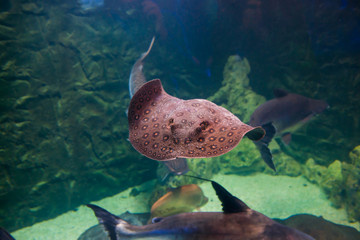 Sticker - Tropical round ribbontail ray fish (Taeniura meyeni) in underwater sea as nature sea life background