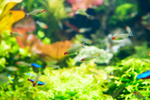 Tropical Fishes With Green Underwater Plants As Nature Sea Life Background