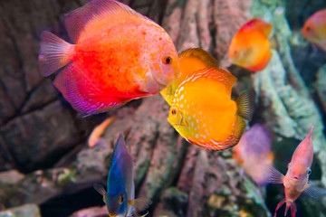 Wall Mural - Tropical colorful fishes Symphysodon in aquarium as nature underwater sea life background