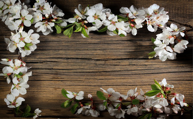  Flowers of apple on a wooden background