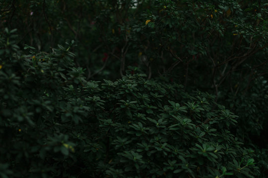 dark green texture of leaves and grass