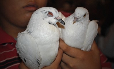 Hands of a boy holding two white doves