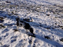 High Angle View Of Dog On Snowcapped Field