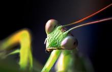 Close-Up Of Praying Mantis