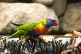 Fototapeta Tęcza - Australia, parrot, Rainbow lorikeet