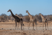 Tree Angolan Giraffes - Giraffa Giraffa Angolensis Standing Near A Waterhole In Etosha National Park, Namibia.