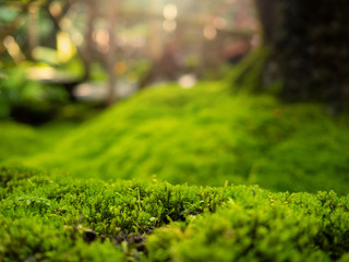 Lush green mossy forest with old tree log background for product display montages. beautiful sunlight shine on the moss, nature background in rainforest in tropical country. 