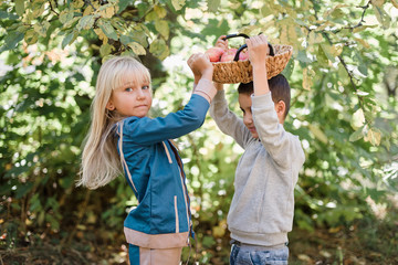 Children with Apple in Orchard. Harvest Concept.