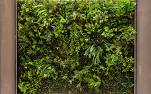 Vertical Green Garden For Background