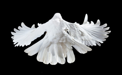 Flying white doves on a black background